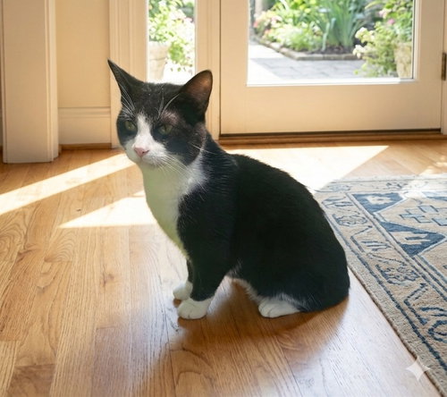 Gumdrop (& Lucky), an adoptable Domestic Short Hair in Castro Valley, CA