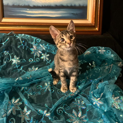 picture of the cat needing adoption