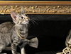 Lucky (& Gumdrop) - Photo 2