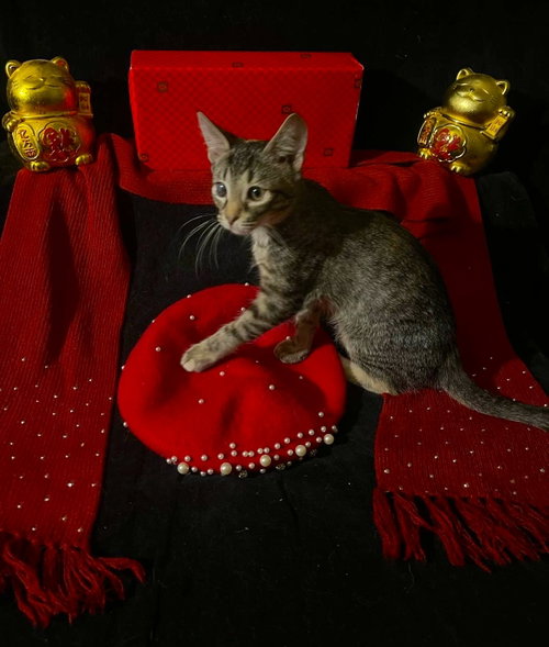 Photo 4 of Lucky (& Gumdrop)