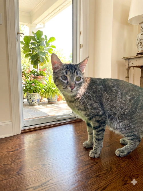 Lucky (& Gumdrop), an adoptable Domestic Short Hair in Castro Valley, CA