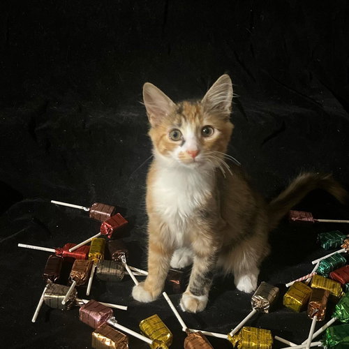 picture of the cat needing adoption