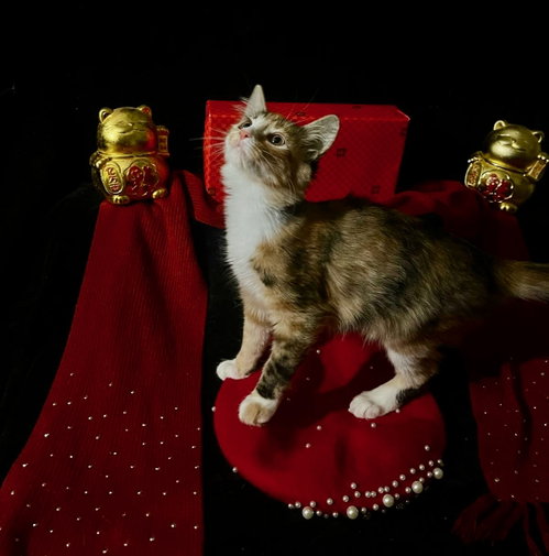 Photo 4 of Lollipop (& Tiger Lily)