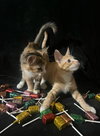Lollipop (& Tiger Lily) - Photo 4