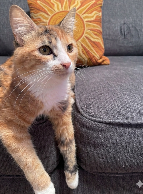 Lollipop (& Tiger Lily), an adoptable Domestic Short Hair in Castro Valley, CA