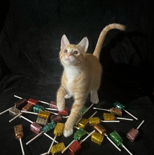 picture of the cat needing adoption