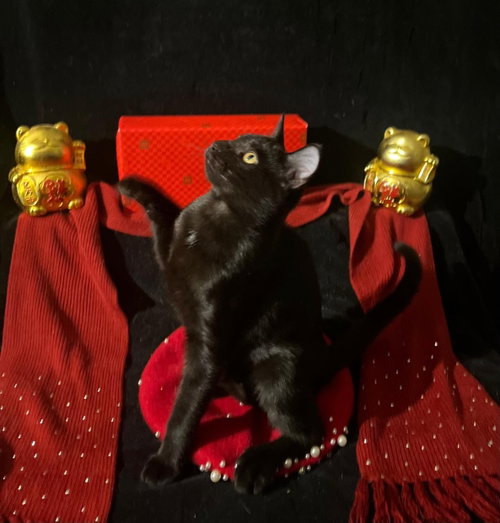 Photo 2 of Twinkle Twinkle (& Little Star)
