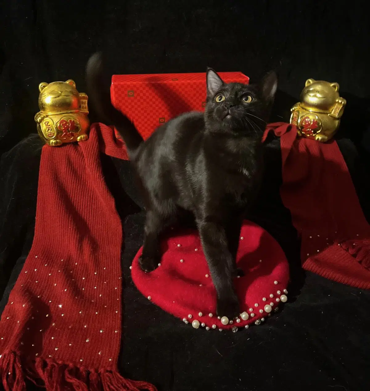 Twinkle Twinkle  Little Star - Domestic Short Hair