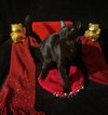 Twinkle Twinkle (& Little Star) - Photo 4