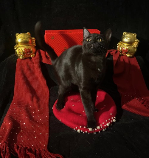 Twinkle Twinkle (& Little Star), Young Domestic Short Hair / Mixed (short coat), cat for adoption in San Rafael, California