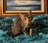 Little Star (& Twinkle Twinkle) - Photo 1