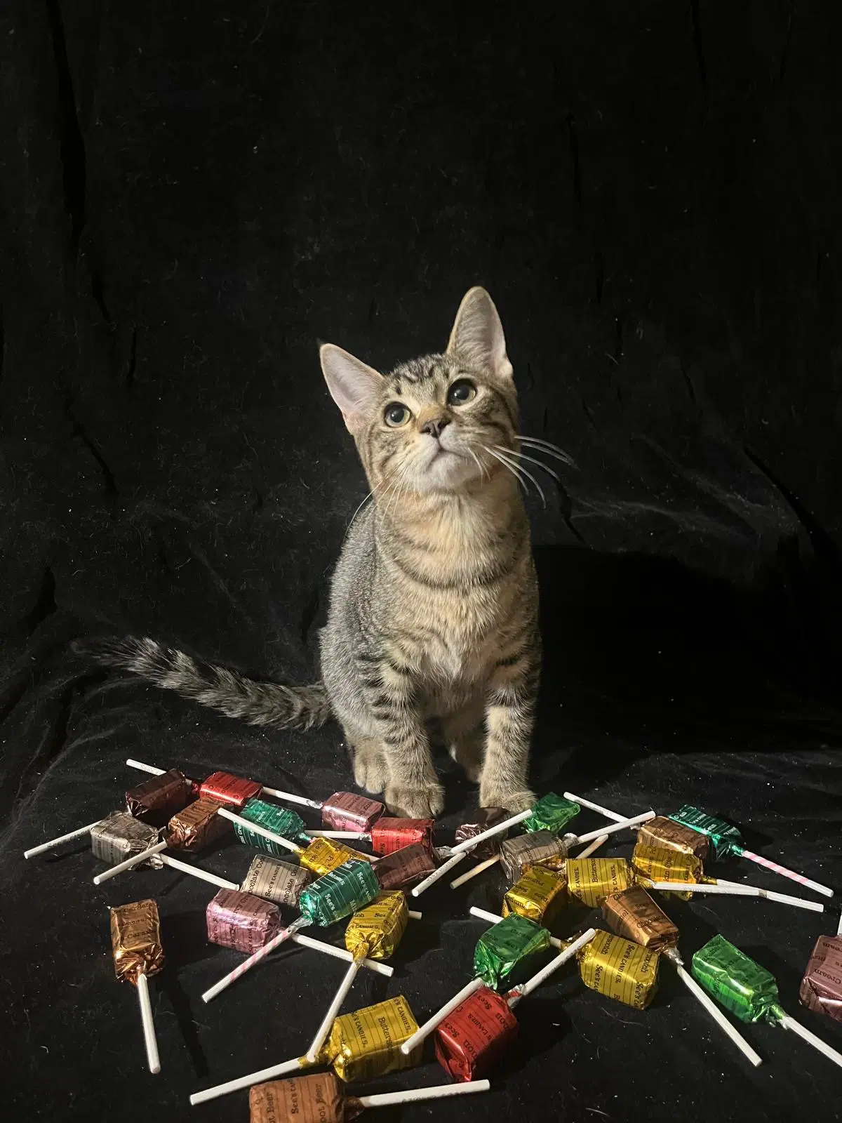 Little Star  Twinkle Twinkle - Domestic Short Hair
