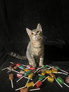 Little Star (& Twinkle Twinkle) - Photo 2