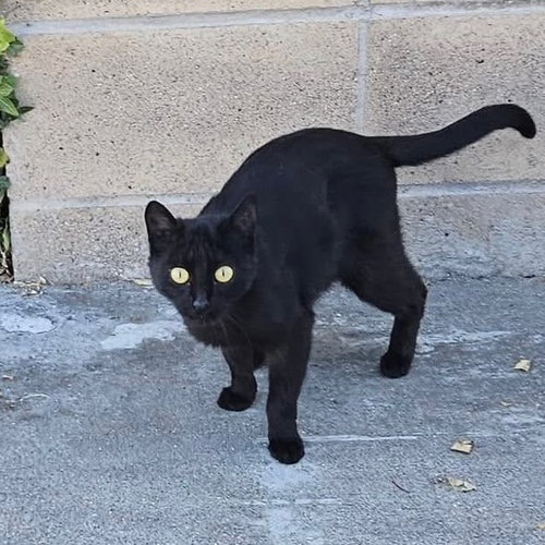 picture of the cat needing adoption