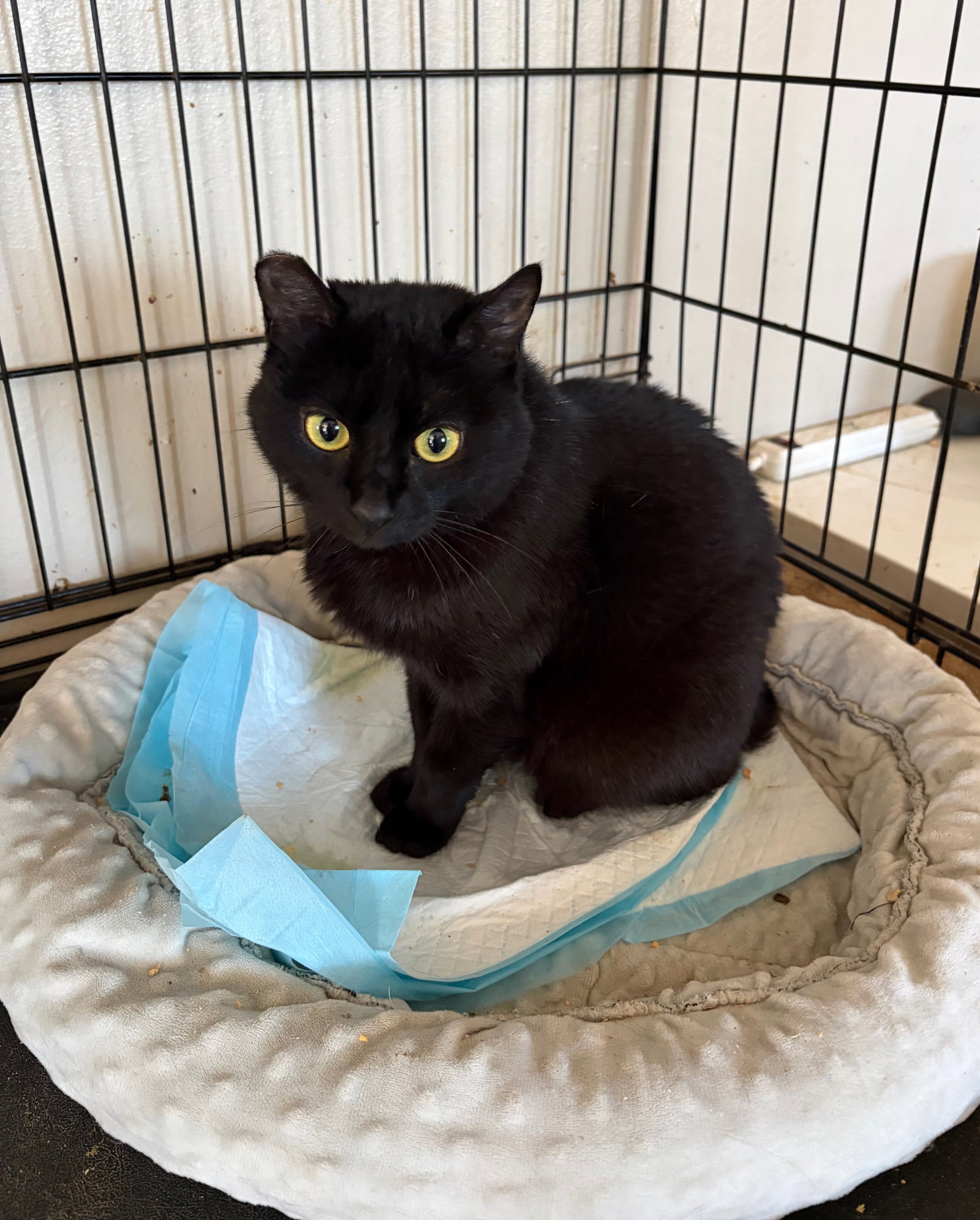 Wednesday, Domestic Short Hair