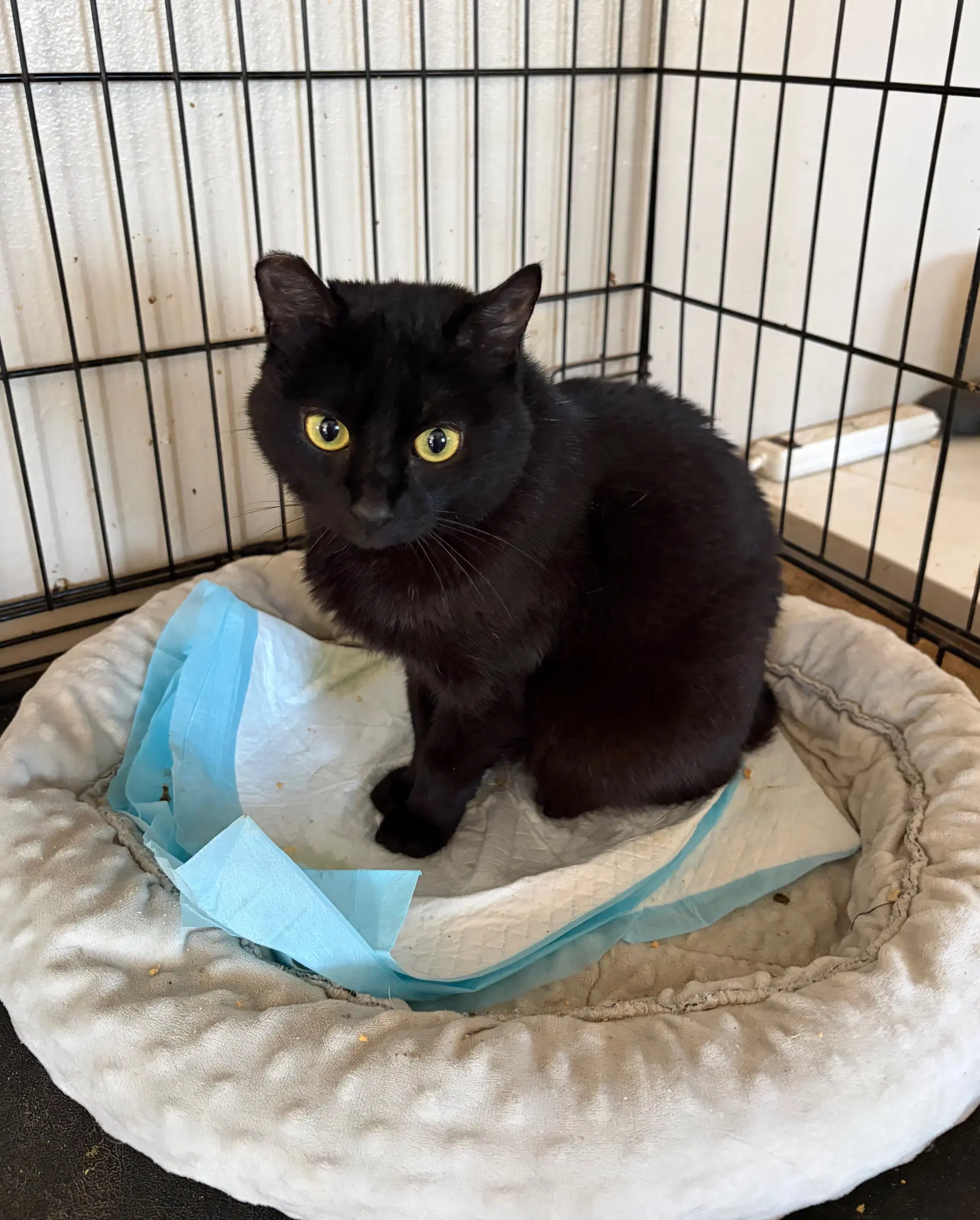 Wednesday - Domestic Short Hair