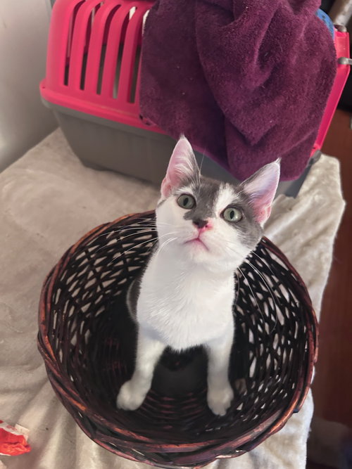 ANAKIN (& SULLY) - Domestic Short Hair available for adoption