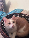 Sully (& Anakin) - Photo 3