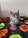 Rocky Road (& Stewie) - Photo 3