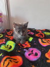 Rocky Road (& Stewie) - Photo 4