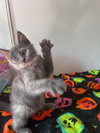 Rocky Road (& Stewie) - Photo 2