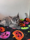 Rocky Road (& Stewie) - Photo 1