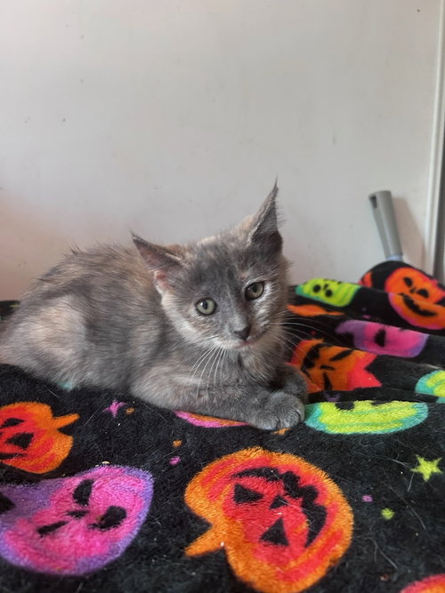 ROCKY ROAD (& STEWIE) - Domestic Short Hair available for adoption