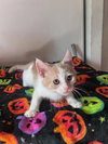Stewie (& Rocky Road) - Photo 4