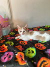 Stewie (& Rocky Road) - Photo 5
