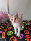 Stewie (& Rocky Road) - Photo 6