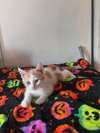 Stewie (& Rocky Road) - Photo 7