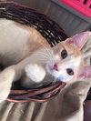 Stewie (& Rocky Road) - Photo 1