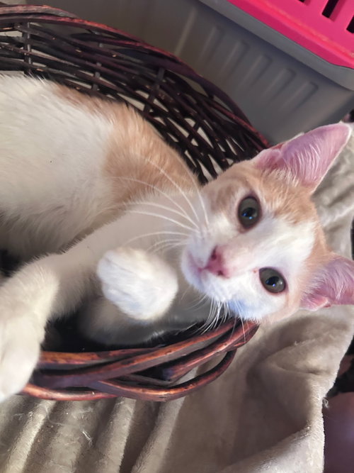 STEWIE (& ROCKY ROAD) - Domestic Short Hair available for adoption