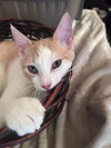 Stewie (& Rocky Road) - Photo 2