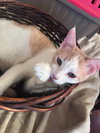 Stewie (& Rocky Road) - Photo 3