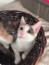 Sienna (& Whiskey) - Photo 1