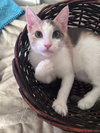 Sienna (& Whiskey) - Photo 3