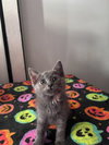 Whiskey (& Sienna) - Photo 7