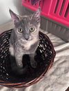 Whiskey (& Sienna) - Photo 3