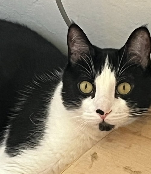 picture of the cat needing adoption