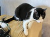 Dog - Photo 2