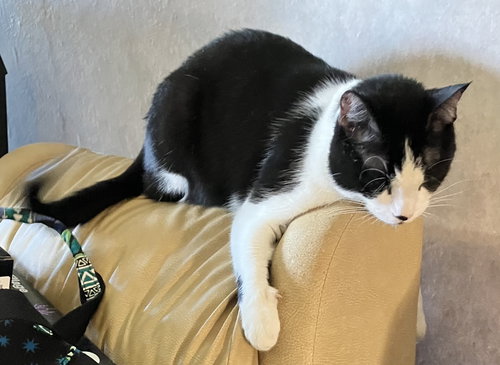 DOG - Domestic Short Hair available for adoption