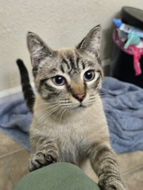 picture of the cat needing adoption