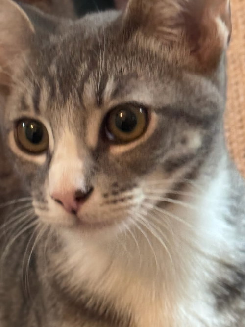 picture of the cat needing adoption