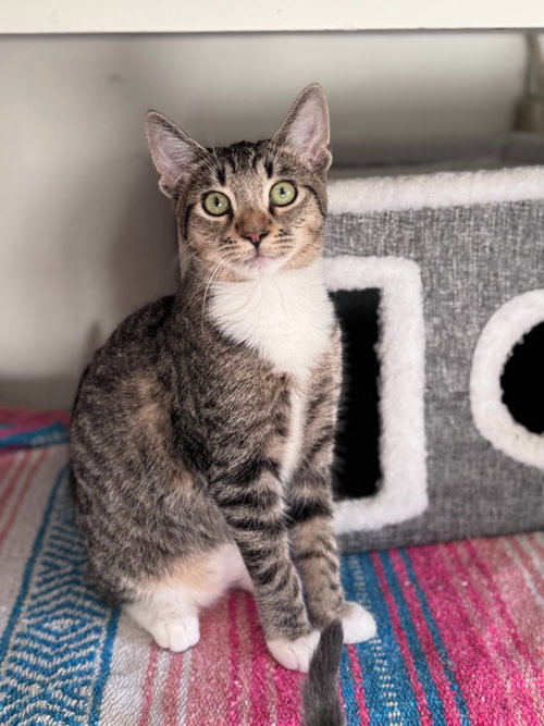 picture of the cat needing adoption