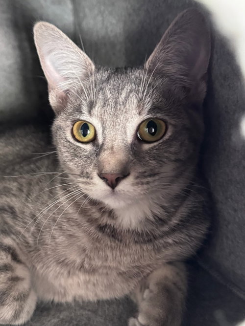 picture of the cat needing adoption