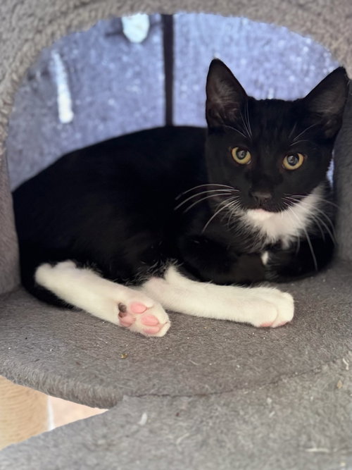 picture of the cat needing adoption