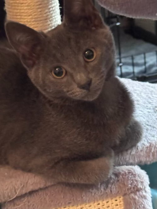 picture of the cat needing adoption