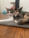 Buddy (and Spicy) - Photo 4