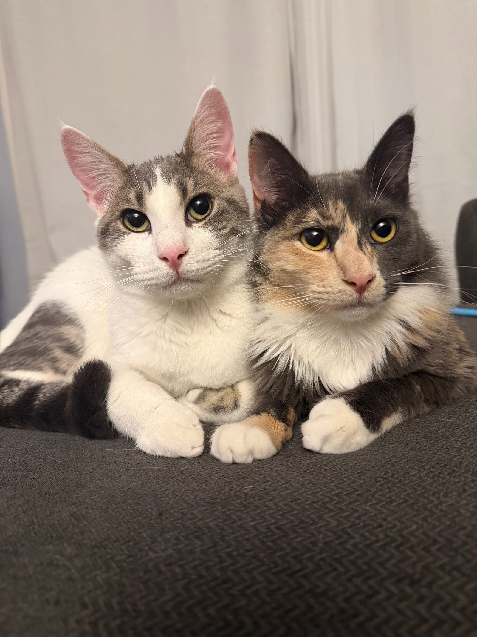 Buddy (and Spicy) Image